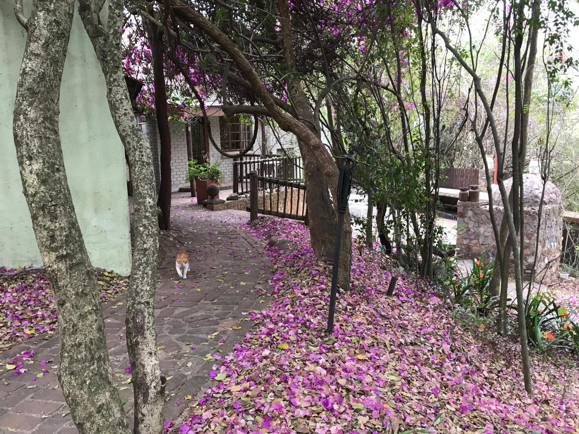 Hotel Old Joe'S Kaia Shoemanskloof Esterno foto